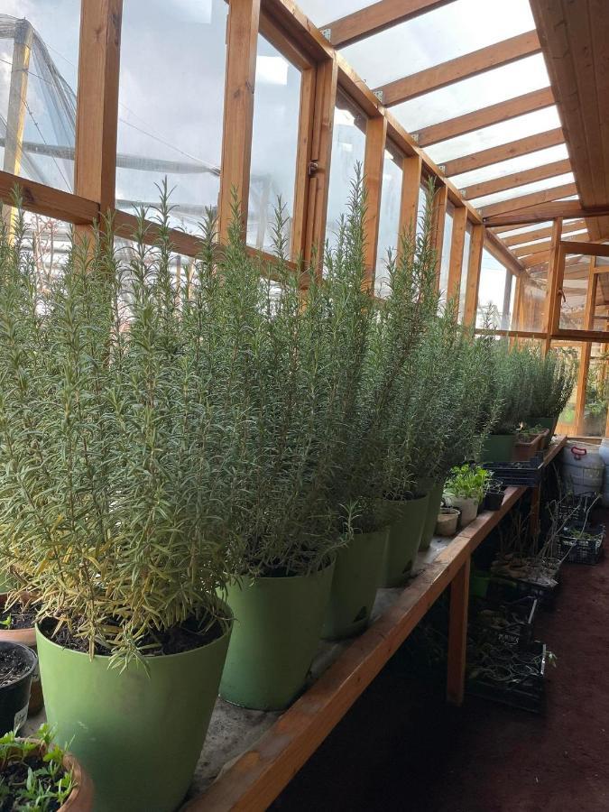 Green Training Center Dzoraghpʼyur Eksteriør billede